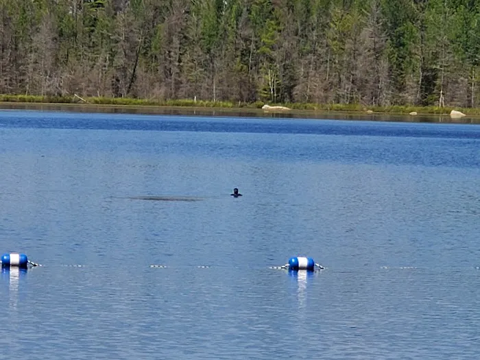 Morgan Lake Campground Picture 9
