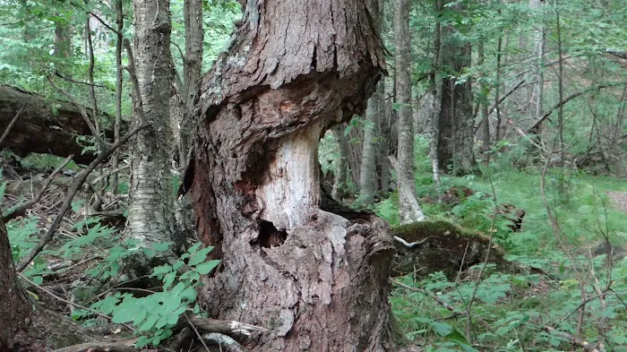 Lost Lake Campground Picture 4