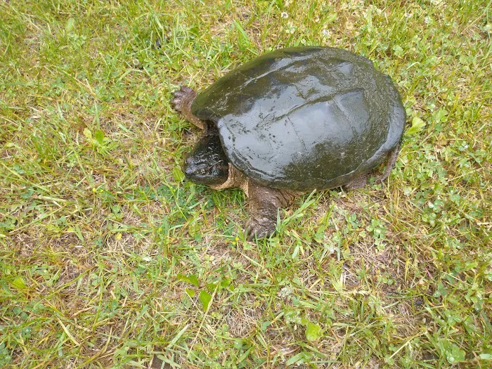 Pine River Flowage Boat Landing and Camp Sites (south end) Picture 4