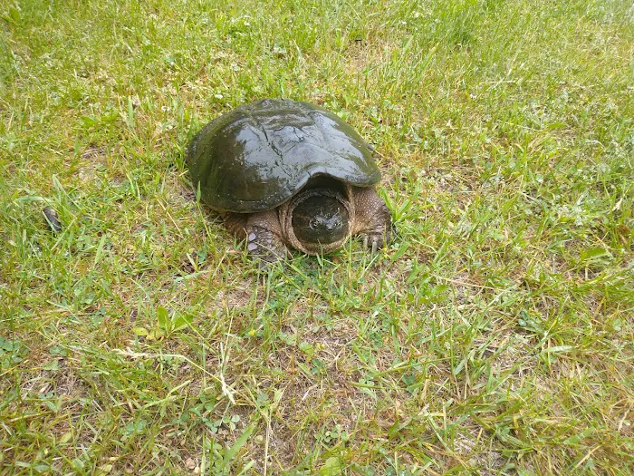 Pine River Flowage Boat Landing and Camp Sites (south end) Picture 6
