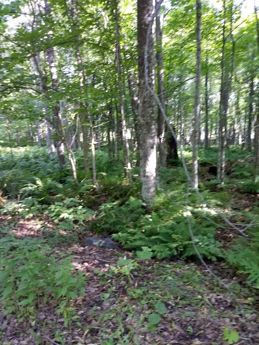 Perch Lake Campground Picture 6