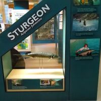 US Forestry Department ico