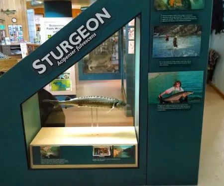 US Forestry Department