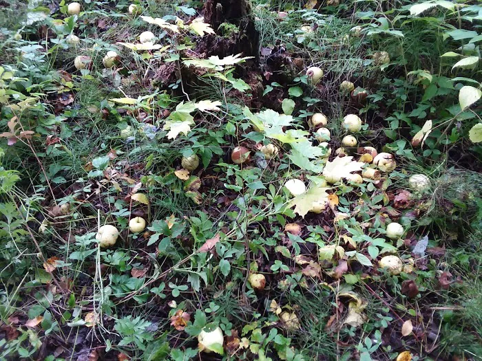 Stevens Lake Campground Picture 9