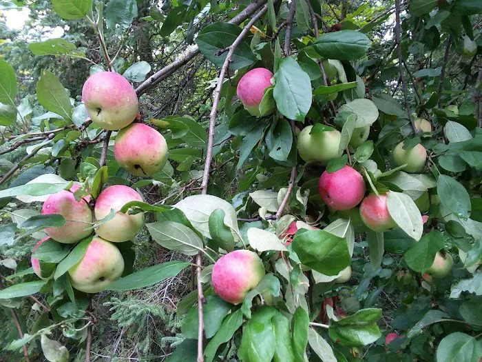 Stevens Lake Campground Picture 10