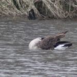 Diamond Lake Campground