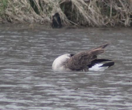 Diamond Lake Campground