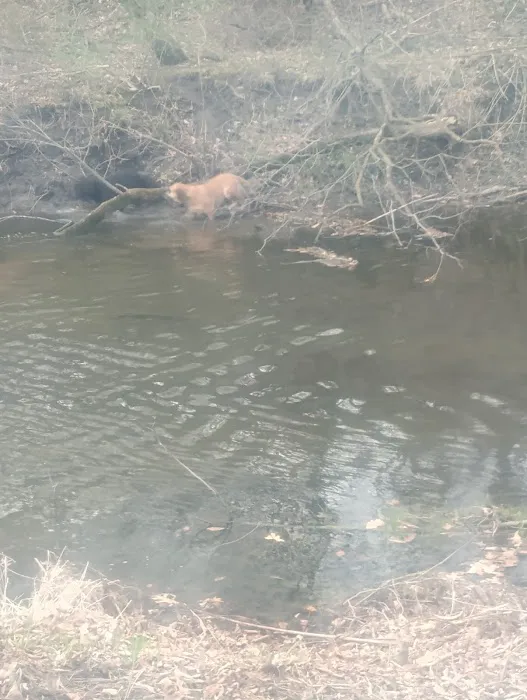 Thomas Mitchell Campground Picture 1