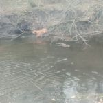 Thomas Mitchell Campground