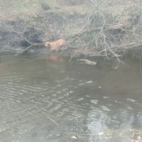 Thomas Mitchell Campground ico