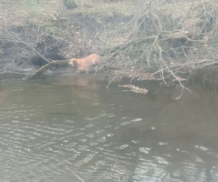 Thomas Mitchell Campground