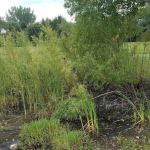 Camp Maiden Rock West