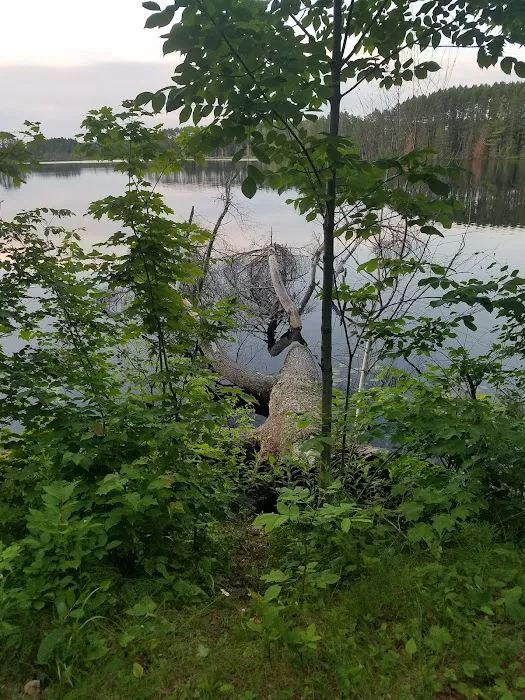 Wolf Lake Campsite Picture 2