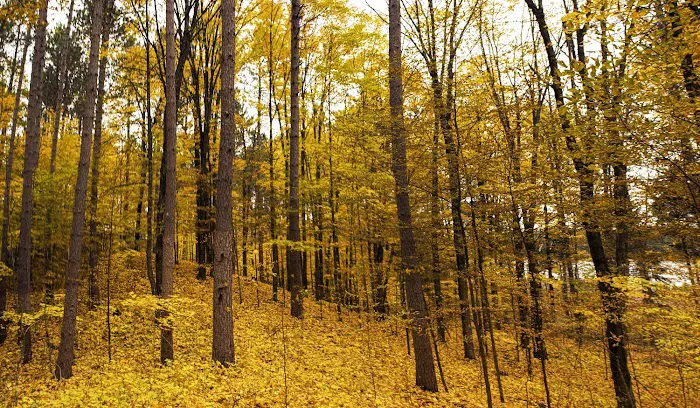 Wolf Lake Campsite Picture 1