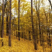 Wolf Lake Campsite ico