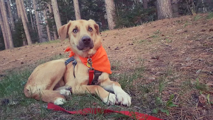 Wolf Lake Campsite Picture 5