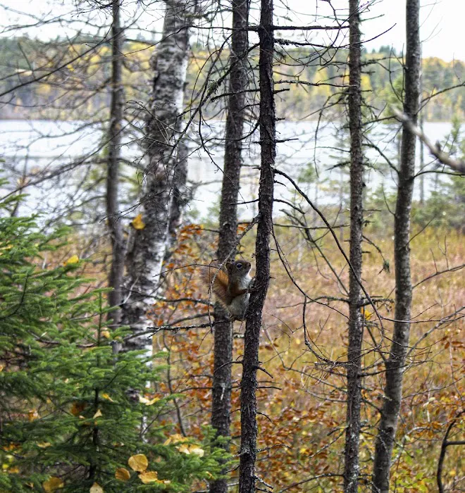 Wolf Lake Campsite Picture 7