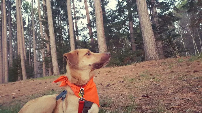 Wolf Lake Campsite Picture 4