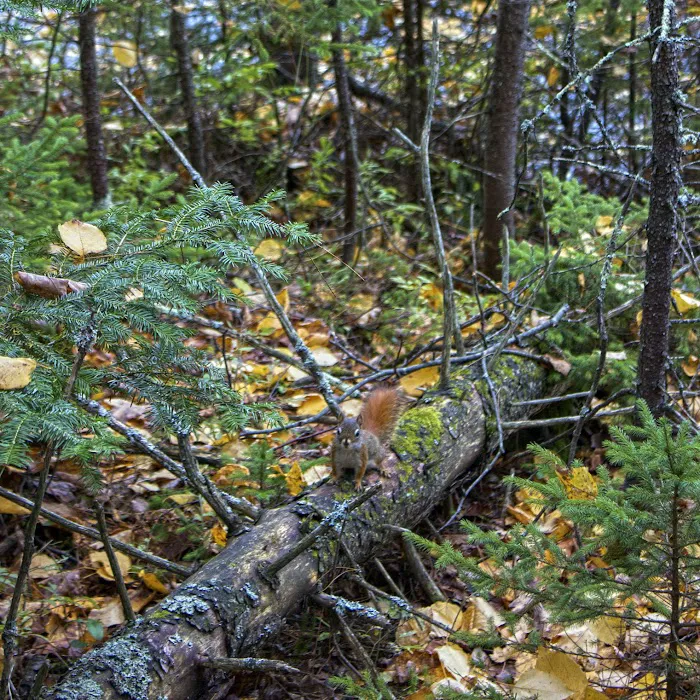 Wolf Lake Campsite Picture 9