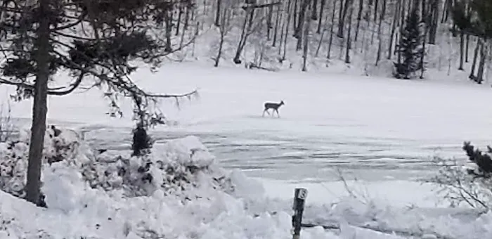 Flambeau Lodge and Campground Picture 9