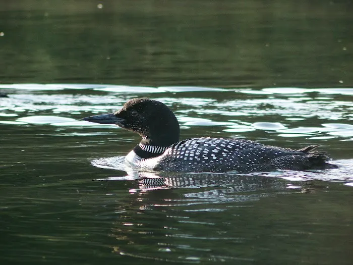 Broken Bow Campground Picture 7