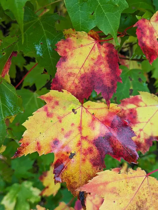 Clear Lake Campground Picture 14