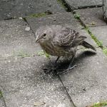 Heizler's Flambeau Forest Campground