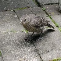 Heizler's Flambeau Forest Campground ico