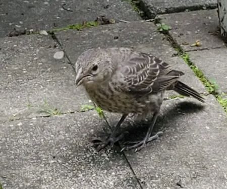 Heizler's Flambeau Forest Campground