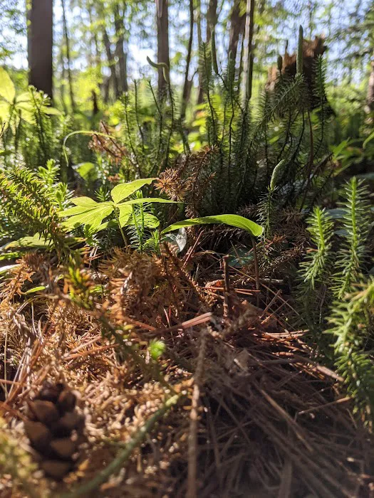 Connors Lake State Campground Picture 6