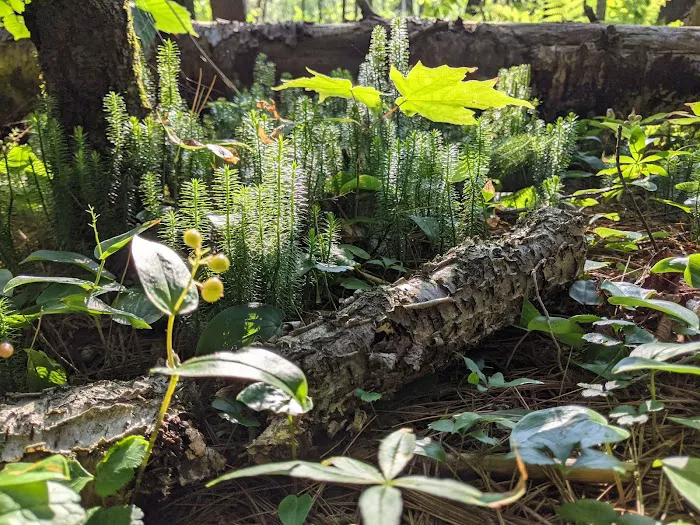 Connors Lake State Campground Picture 8