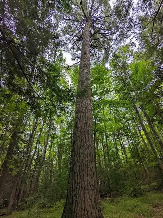 Anvil Lake Campground Picture 5
