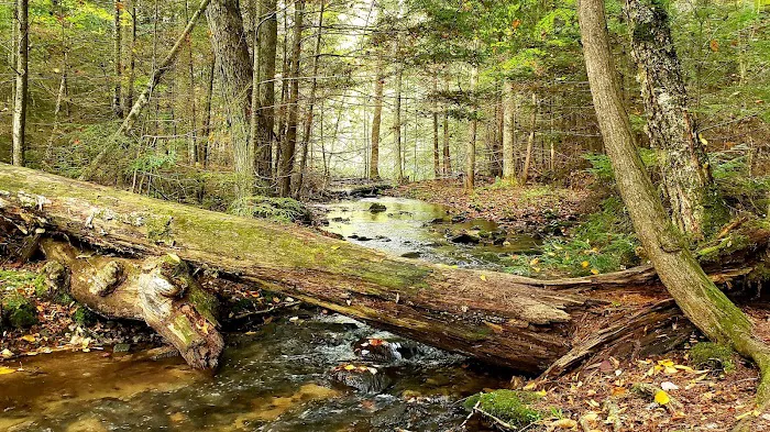 Franklin Lake Campground Picture 7