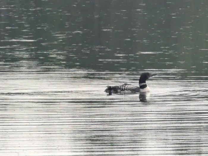 Starrett Lake Campground Picture 4