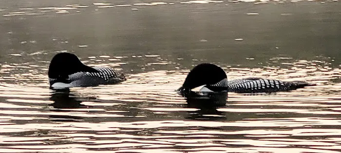 Starrett Lake Campground Picture 5