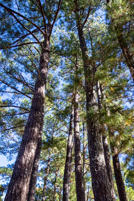 North Abutment Campground Picture 10