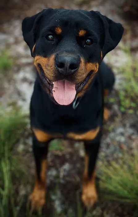 Camp Rottweiler Row Picture 2