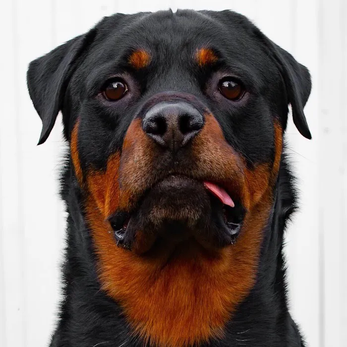 Camp Rottweiler Row Picture 4