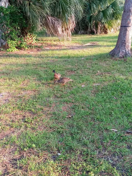 Wickham Park Campground Picture 5