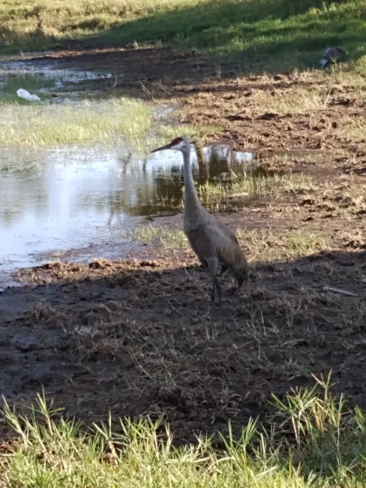 Wickham Park Campground Picture 8