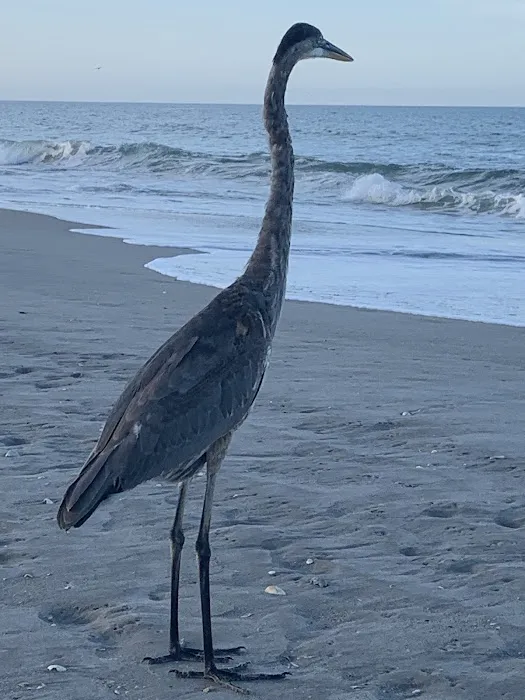 Melbourne Beach Mobile Park Picture 5