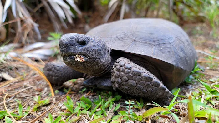 Lake Kissimmee Campground Picture 7