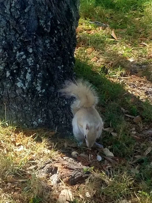 Lazydays RV Resort Picture 8