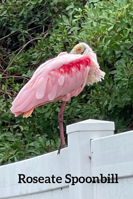 Encore Vacation Village Picture 6