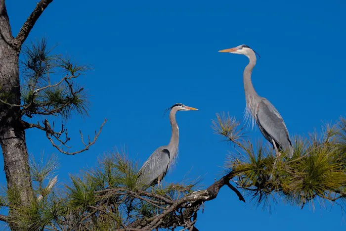 Fort Pickens Area of Gulf Island National Seashore Picture 1