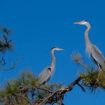 Fort Pickens Area of Gulf Island National Seashore