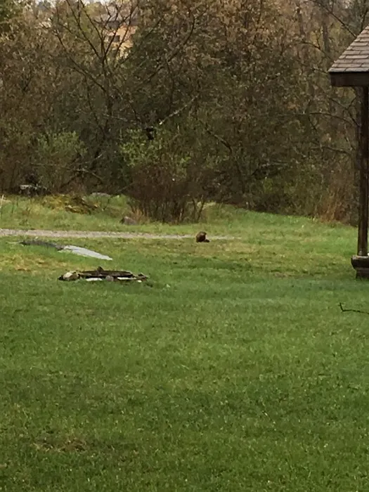 Paint River Hills Campground and Cabins Picture 11