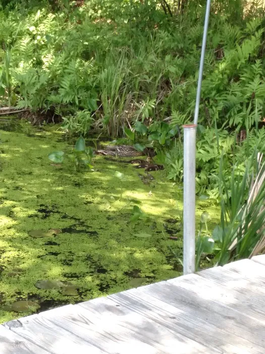 Pokegama Creek Campground Picture 6