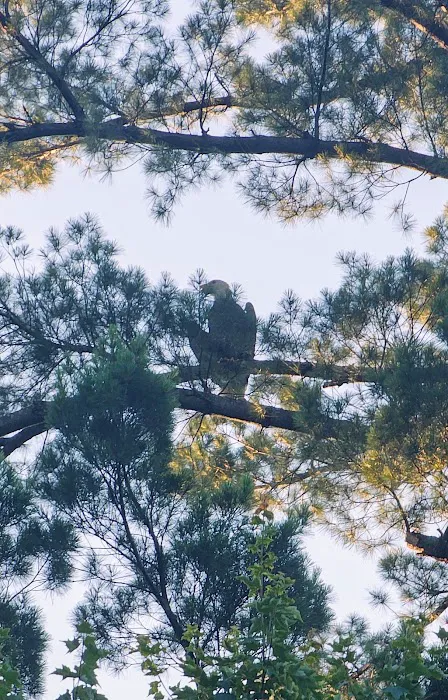 Pokegama Creek Campground Picture 5