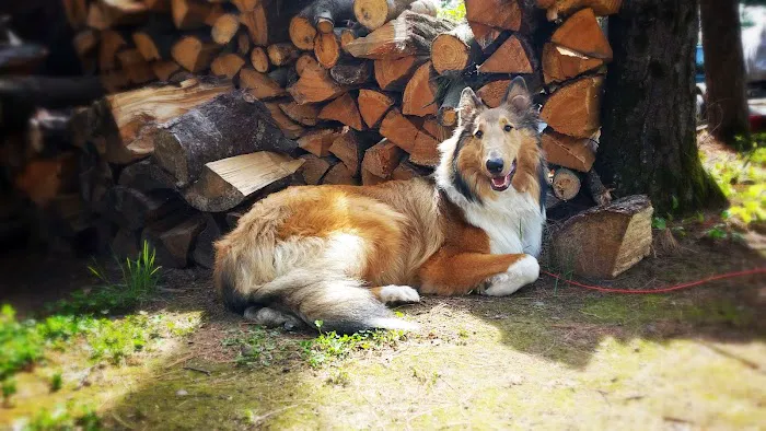 Wolf's Den Tavern & Resort Picture 5